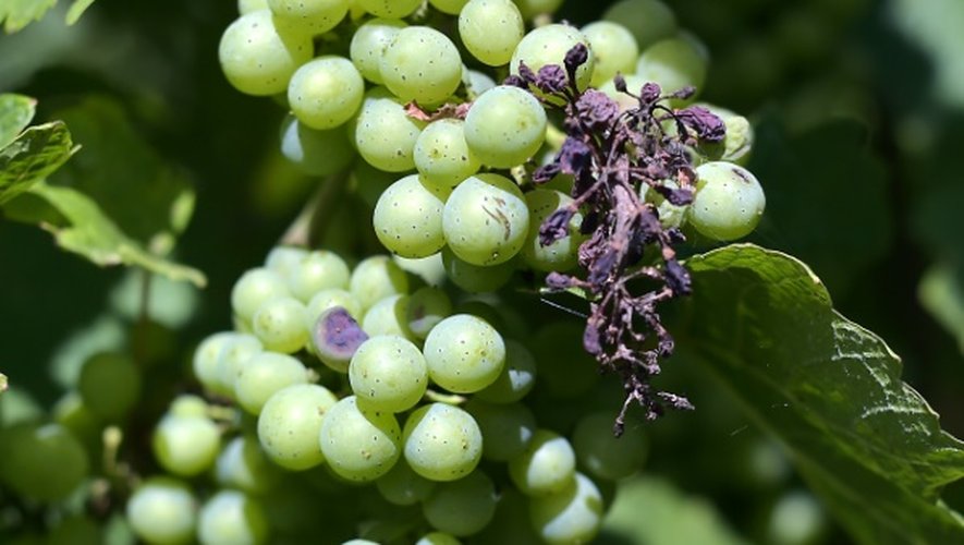 Des grappes de raisin Auxerrois utilisé pour la fabrication du crémant d'Alsace