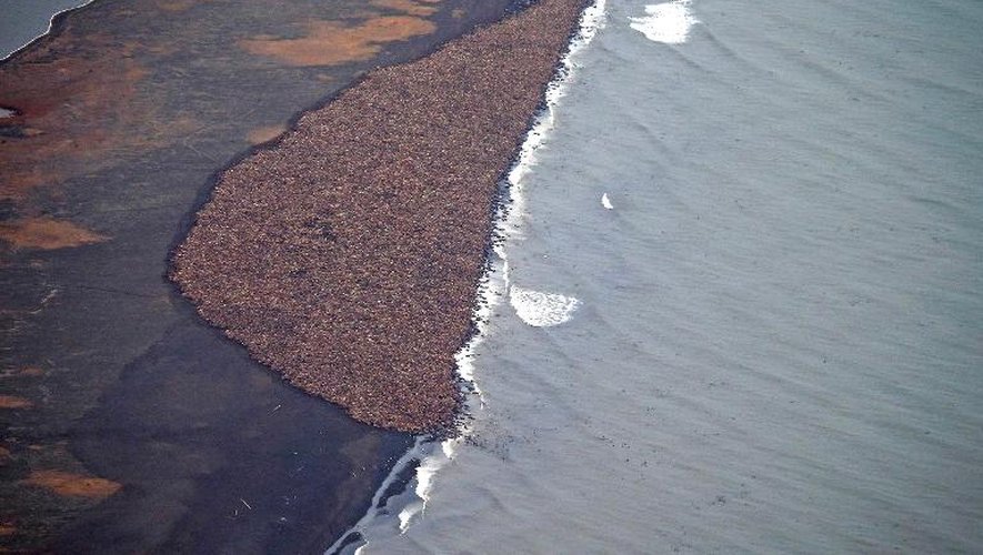 Une vue aérienne d'une plage de Pointe Lay, en Alaska, où 35.000 morses se sont mystérieusement échoués, le 27 septembre 2014