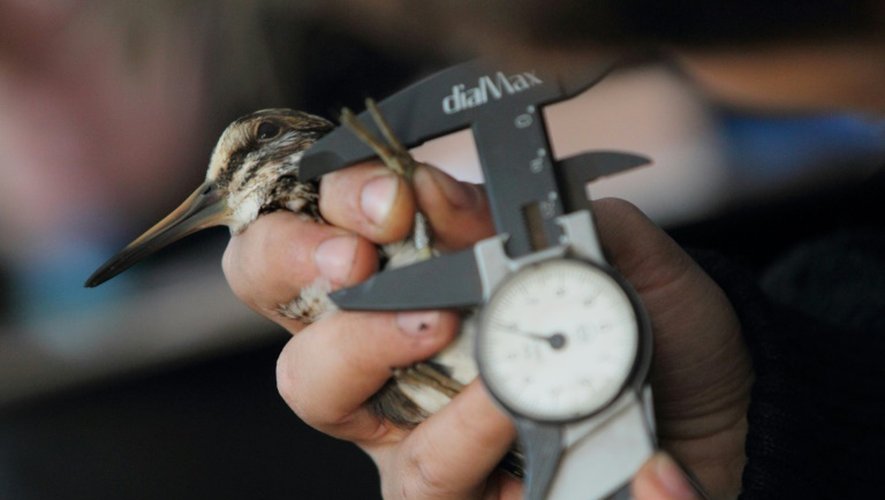 Un petit oiseau est minutieusement étudié le 3 octobre 2015 près de Krynica Morska dans le nord de la Pologne