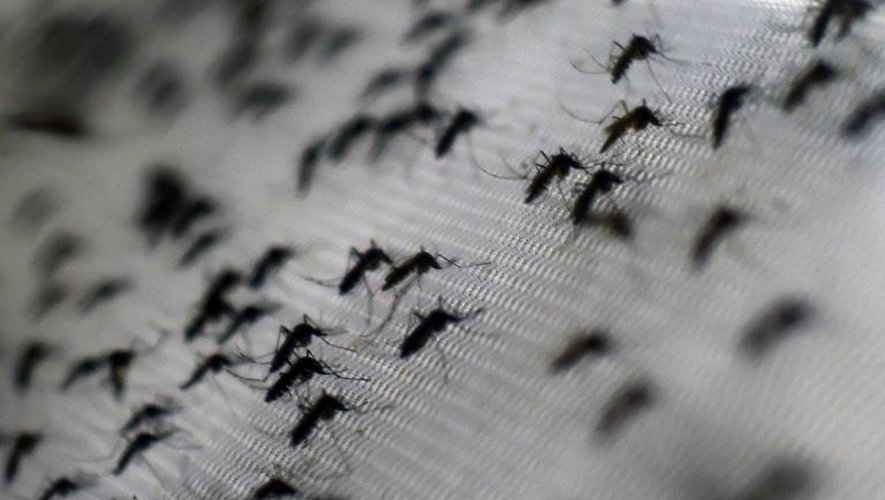 Des moustiques Aedes aegypti volontairement infectés par la bactérie Wolbachia, à la fondation Oswaldo Cruz de Rio de Janeiro, le 2 octobre 2014
