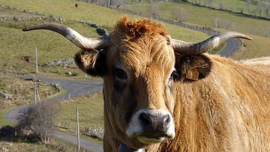 Une vache aubrac comprend les sept éléments de son standard, dont la corne.