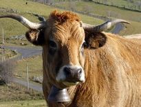Le projet de race aubrac sans cornes fait trembler le plateau