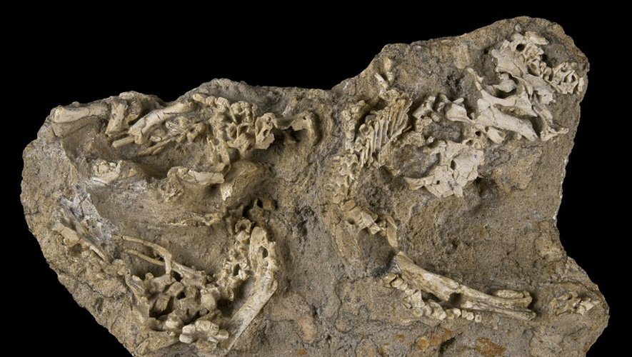 Au moins trois squelettes de dinosaures encore dans l'oeuf ou peu après l'éclosion au moment de leur mort ont été mis au jour dans la région appelée "la tombe du dragon" du désert de Gobi en Mongolie, ont annoncé des scientifiques belges