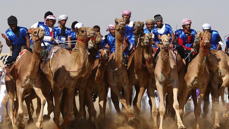 Une course de chameaux le 14 février 2014 près d'Abu Dhabi