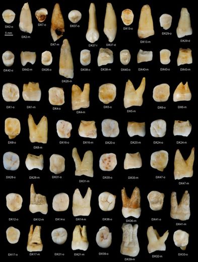 Image fournie par la revue britannique Nature le 14 octobre 2015 montrant les 47 dents d'humains trouvées dans la grotte de Fuyan, dans le sud de la Chine
