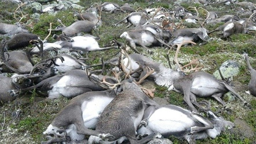 Des rennes tués par la foudre sur le mont Hardangervidda dans le sud de la Norvège, le 27 août 2016