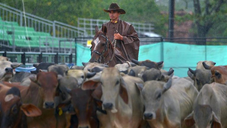 Un cow-boy lors du championnat du monde de coleo, un sport traditionnel, le 10 octobre 2014 à Villavicencio, en Colombie