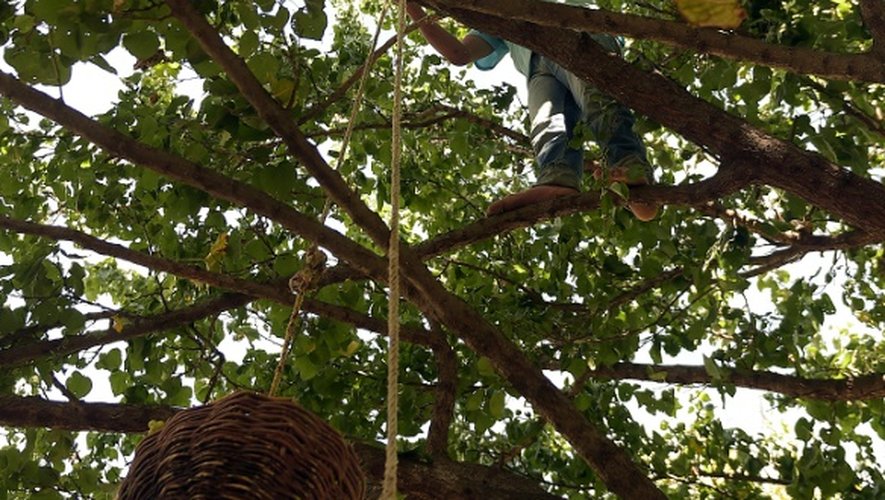 Rehmat Ali escalade pieds nus un arbre pour y cueillir les raisins perchés sur des vignes grimpantes le 27 septembre 201 dans le village de Sher Qilla au Pakistan
