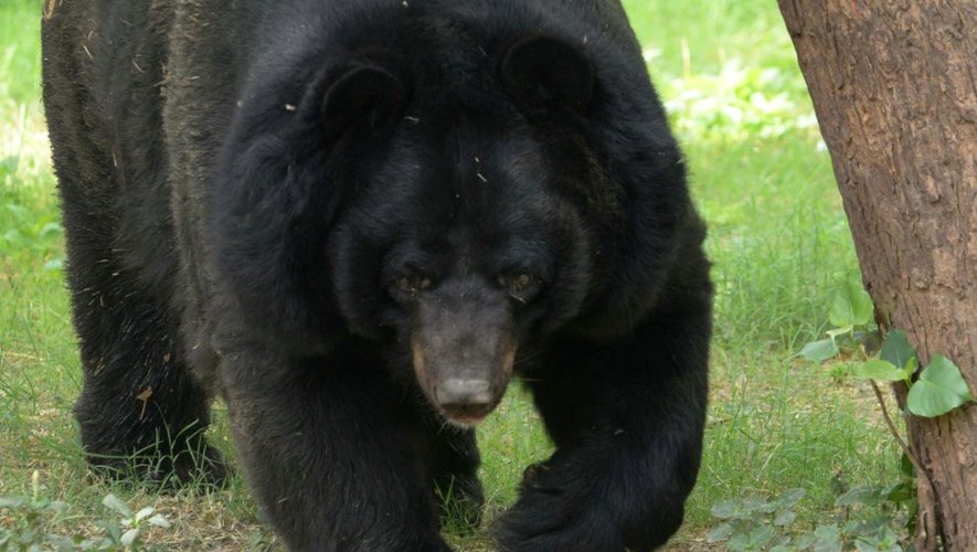 L'homme venu pêcher dans un torrent de montagne a soudainement été attaqué par un ours noir d'Asie d'1,90 m