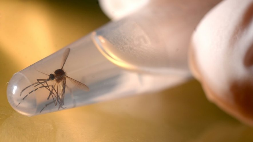 Un moustique de type Aedes aegypti, vecteur du virus Zika, au laboratoire de l'université de Salvador, à San Salvador, le 3 février 2016