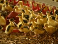 Après la grippe aviaire, la reprise du foie gras, la peur au ventre