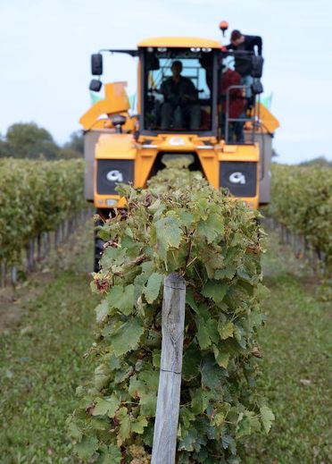 Une vendangeuse en action dans un vignoble près du village de Vilexavier, en Charente-Maritime, le 15 octobre 2014