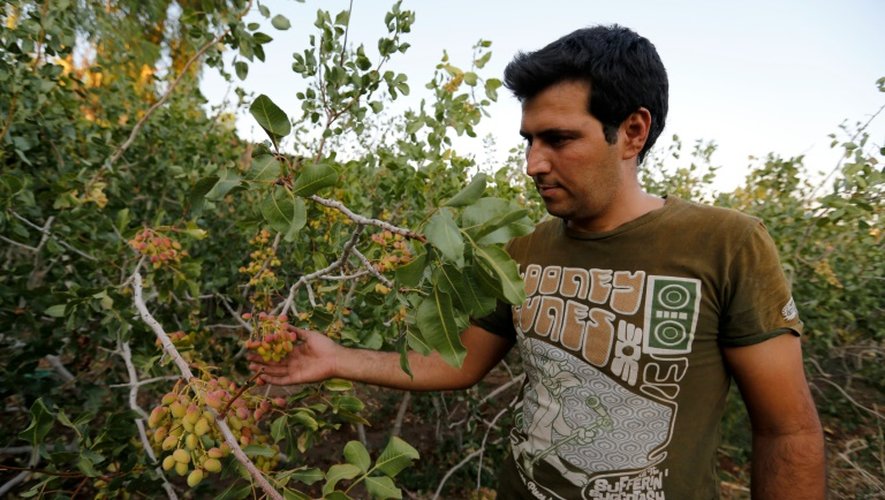 Un ouvrier dans un champ de pistachiers dans la localité iranienne d'Izadabad (sud) , le 14 août 2016