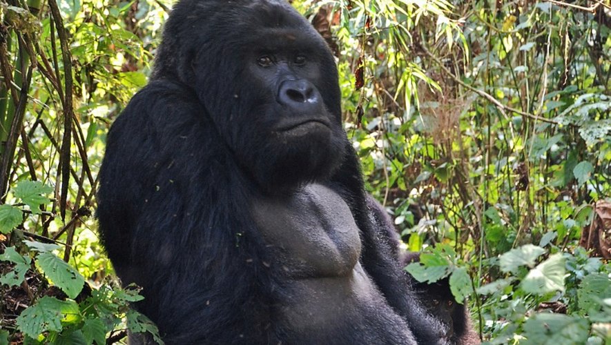 Le plus grand gorille du monde est au bord de l'extinction