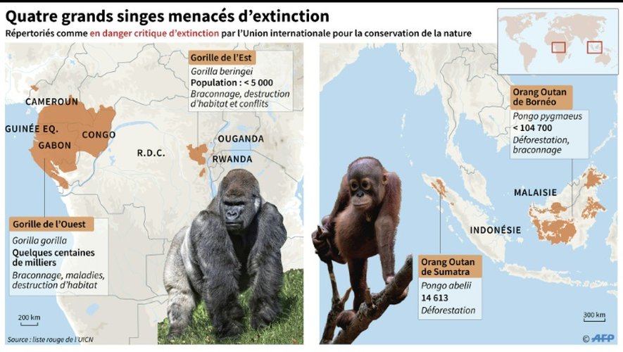 Quatre grands singes menacés d'extinction