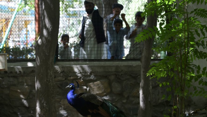 Des visiteurs admirent un paon au zoo de Kaboul, le 12 juillet 2016 en Afghanistan