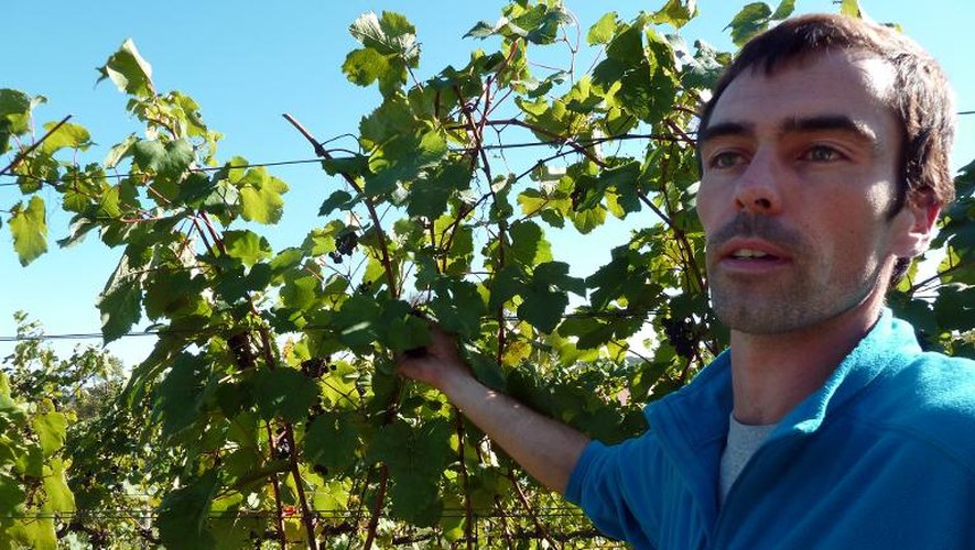 Benoît Pineau dans les vignes du domaine de Pollak Vineyards à Greenwood, en Virginie, le 8 octobre 2014