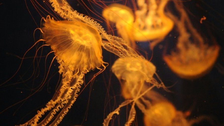 Des méduses, des oiseaux et du plancton ont migré en direction des pôles et du froid