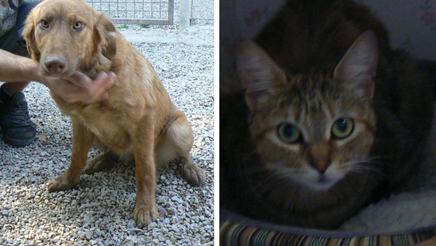 Lacroix-Barrez : Un chien et un chat abandonnés, 30 Millions d'amis porte plainte