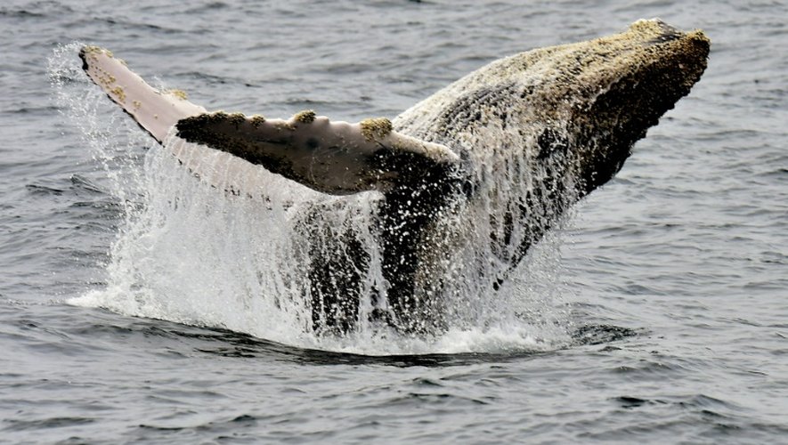 Baleine à bosse prise en photo au large d'Equateur, le 21 octobre 2015
