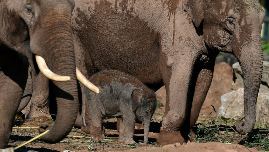 Une famille éléphant, au zoo de Chester (Angleterre), le 24 août 2015