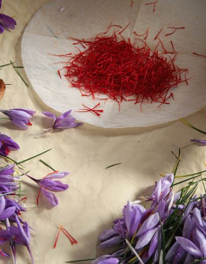 200 fleurs de Crocus sont nécessaires pour récolter 1 gramme de safran sec.