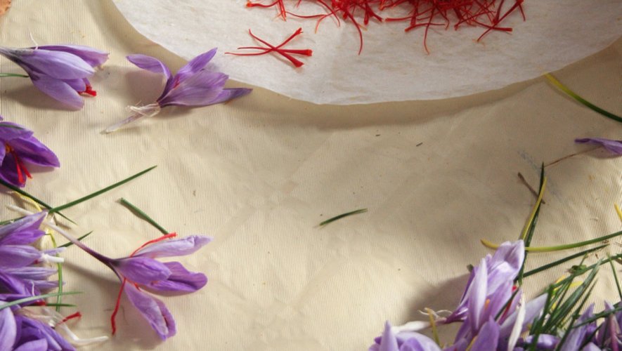 200 fleurs de Crocus sont nécessaires pour récolter 1 gramme de safran sec.