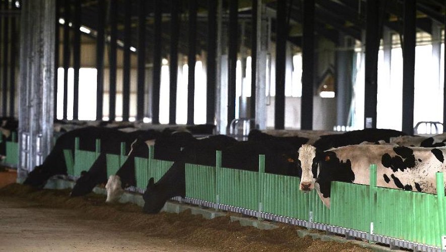 La ferme des "1000 vaches" le 14 septembre 2014 à Drucat
