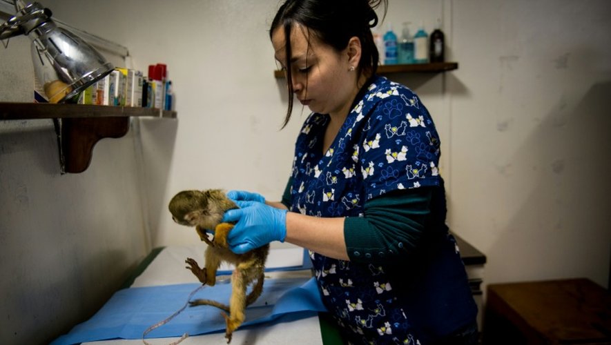 Un singe soigné par  Nicole Rivera Helbig, la vétérinaire responsable du centrede désintoxication pour primates, le 6 octobre 2015 à Peñaflor