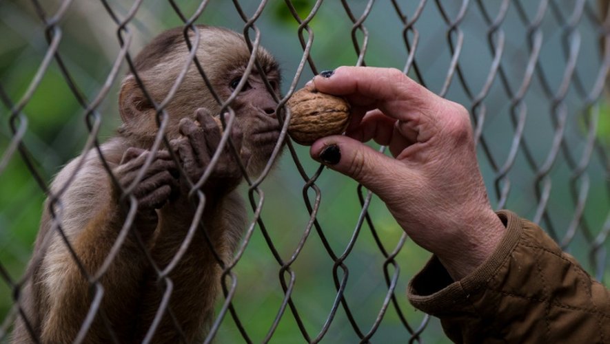 Un singe dans le centre de désintoxication pour primates, le 21 septembre 2015 à Peñaflor