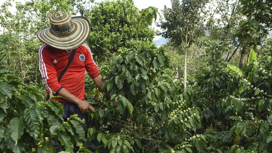 Un agriculteur surveille les fruits du caféier sur la plantation de  La Tola à El Tambo, dans le département de Narino le 21 octobre 2015