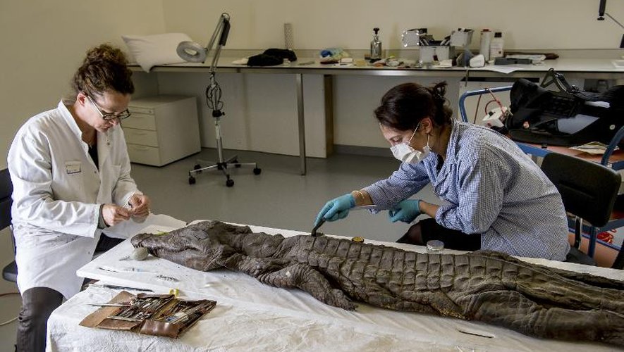 Des experts restaurent la momie d'un crocodile egyptien dans l'atelier du musée Louvre-Lens le 27 octobre 2014