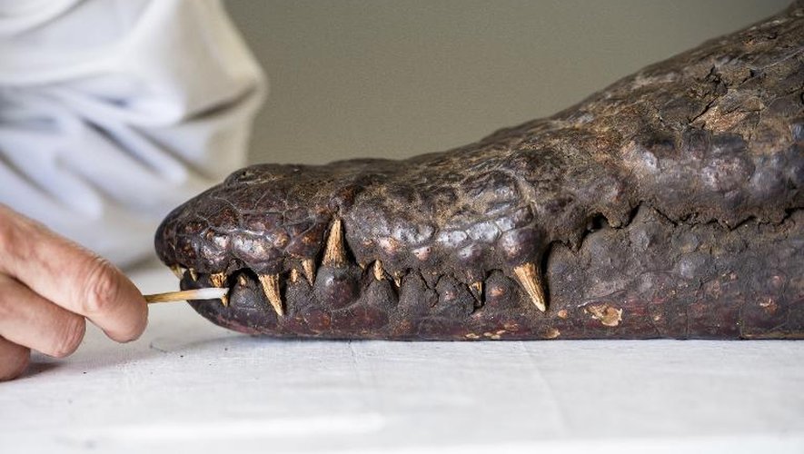 Une retauratrice montre les dents de la momie de crocodile egytien qu'elle est en train de préparer dans l'atelier du musée Louvre-Lens, le 27 octobre 2014