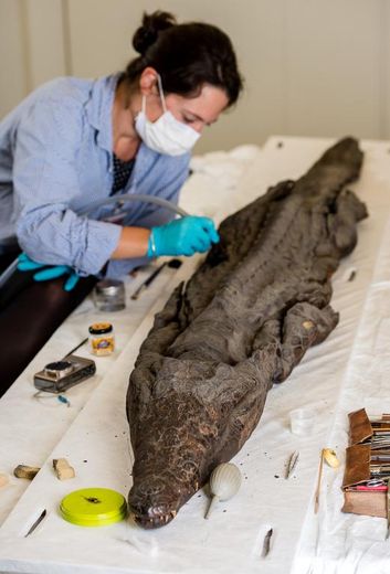 Une technicienne restaure la momie d'un  crocodile egyptien dans l'atelier du musée Louvre-Lens, le 27 octobre 2014