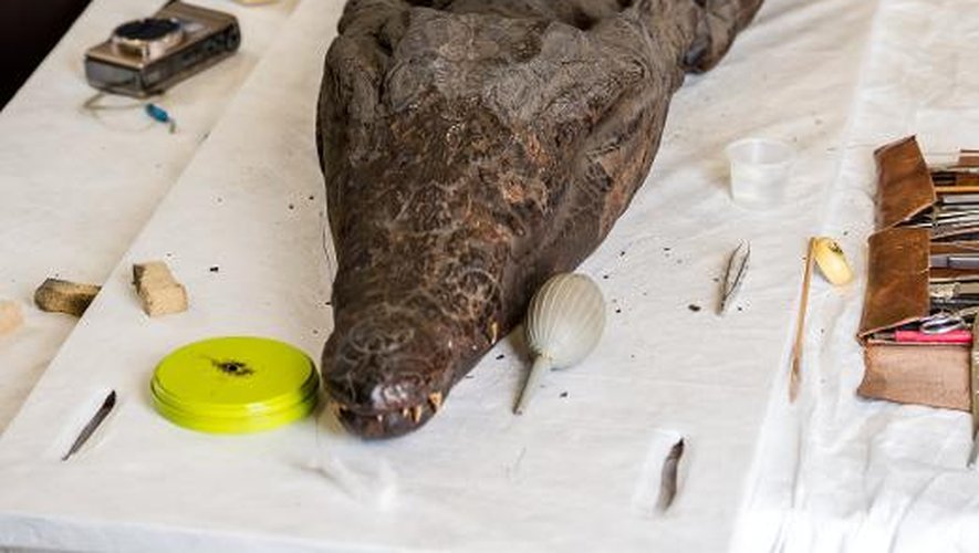 Une technicienne restaure la momie d'un  crocodile egyptien dans l'atelier du musée Louvre-Lens, le 27 octobre 2014