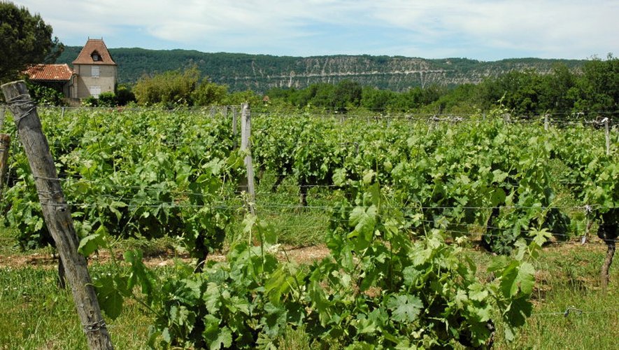 Le vignoble de l’AOC cahors a de beaux jours devant lui, notamment en Amérique du Nord où ses ventes ont bénéficié d’un vif essor. Le cépage malbec y est très prisé.