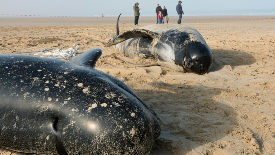 Des carcasses de globicéphales échoués sur une plage à Calais le 2 novembre 2015