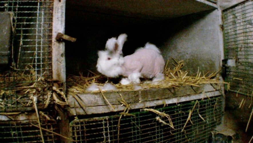 Photo non datée fournie par l'association de défense des droits des animaux One Voice montrant un lapin angora tondu dans un lieu inconnu