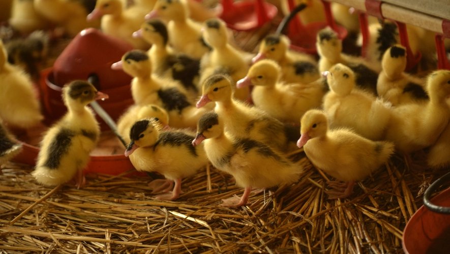 Grippe aviaire. La zone de restriction levée aujourd’hui