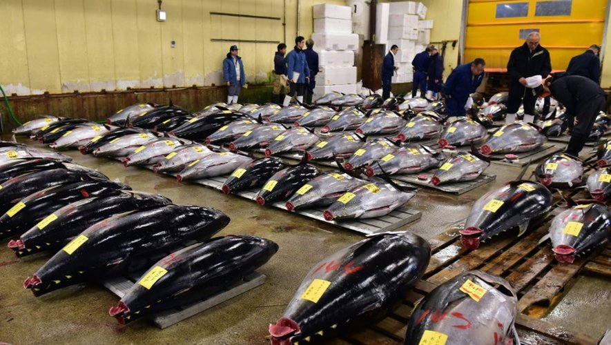 Des thons rouges au marché aux poissons de Tsukiji, principal marché aux poissons de la métropole de Tokyo, le 5 janvier 2016