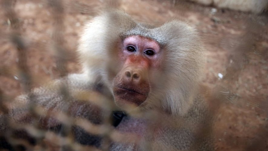 Le singe du zoo improvisé d'Alep est un Babouin hamadryas âgé de 22 ans, à Alep le 14 septembre 2016