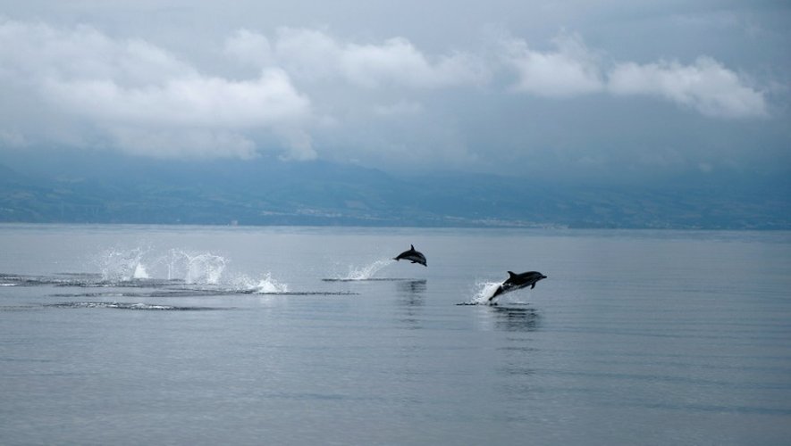 Des dauphins dans l'océan Atlantique au large des Açores le 2 juin 2015