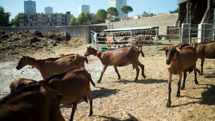 Des chèvres broutent dans la ferme "La tour des pins" à Marseille, le 26 août 2016