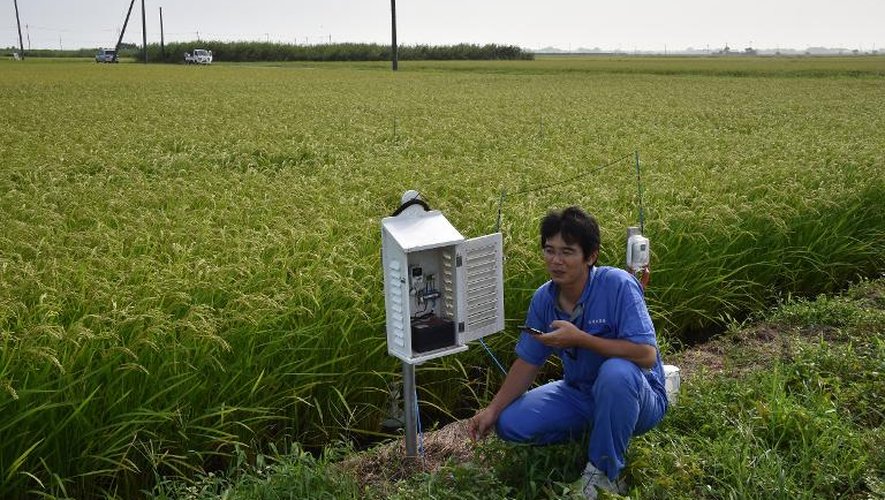 Shuichi Yokota, agriculteur, surveille les conditions d'évolution d'une parcelle de riz avec son smartphone à Ryugasaki, le 17 août 2014