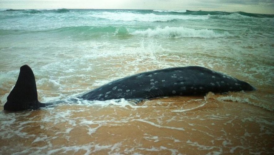 Une baleine morte échouée le 14 octobre 2014 sur la plage de Redhead à 150 km de Sydney