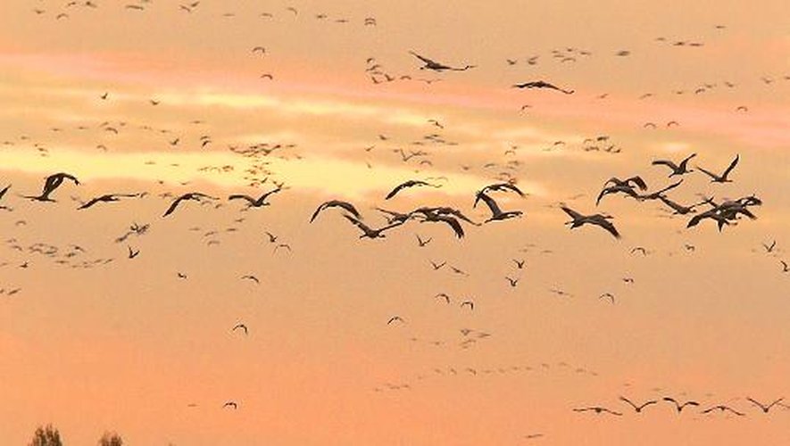 Des grues volent le 7 novembre à l'aube au dessus du lac artificiel du Der-Chantecoq, escale avant leur migration vers l'Espagne