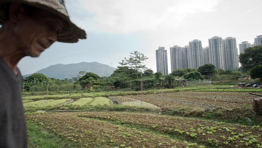 Un fermier traverse son champ à Hong Kong, le 31 octobre 2014