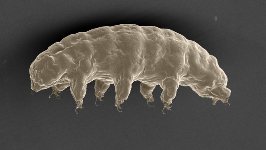 Une protéine fabriquée par le minuscule tardigrade, probablement l'animal le plus indestructible de la planète, pourrait protéger l'ADN humain des rayons X, selon des chercheurs japonais