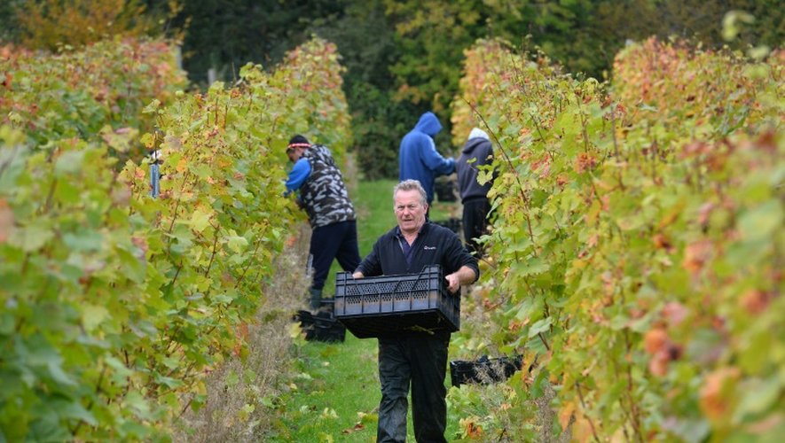 Un formateur et des étudiants récoltent le raisin dans un vignoble près de Scaynes Hill, appartenant au département vin du Plumpton College dans le sud de l'Angleterre, le 12 octobre 2015