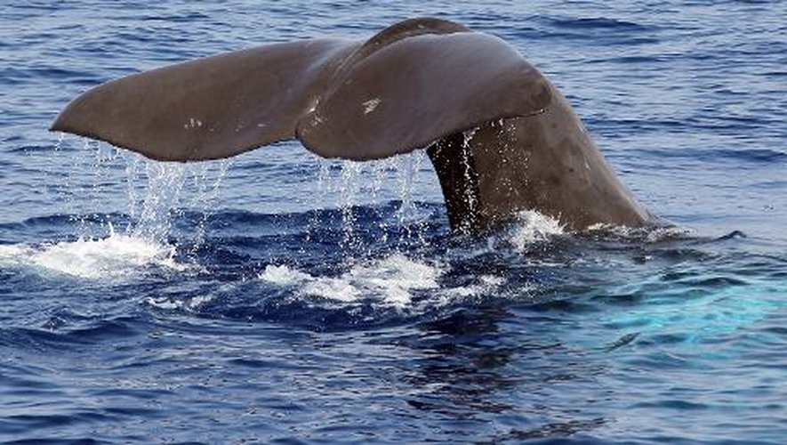 Le rorqual commun est le deuxième plus grand mammifère marin après la 
baleine bleue, et il est d'un type relativement fréquent en Méditerranée.